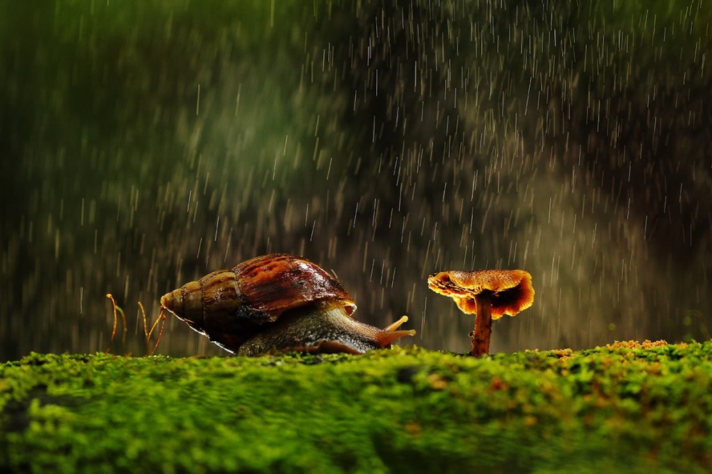 Tamron Goes Wild Macro Nature Category Winner Photo by Klienne Manaois Eco