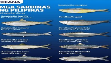 Sardines is comfort food for Filipinos, needing protection too_3