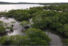 WWF-Epson Mangrove Restoration_1