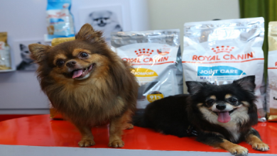 Royal Canin Bolsters Commitment to Educate Filipino for Responsible Pet Ownership