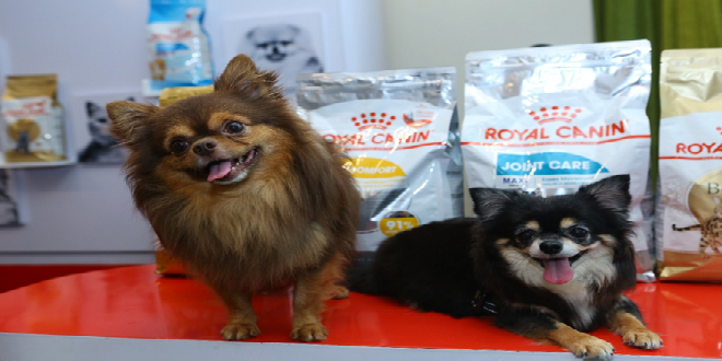 Royal Canin Bolsters Commitment to Educate Filipino for Responsible Pet Ownership