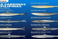 Sardines is comfort food for Filipinos, needing protection too_3