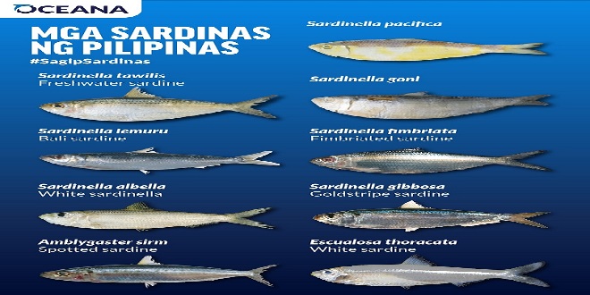 Sardines is comfort food for Filipinos, needing protection too_3