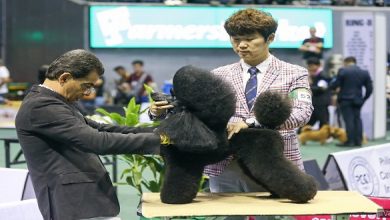 Asia’s biggest dog show is back at the Big Dome 4