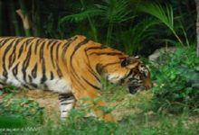 Indochinese Tiger WW1360_1