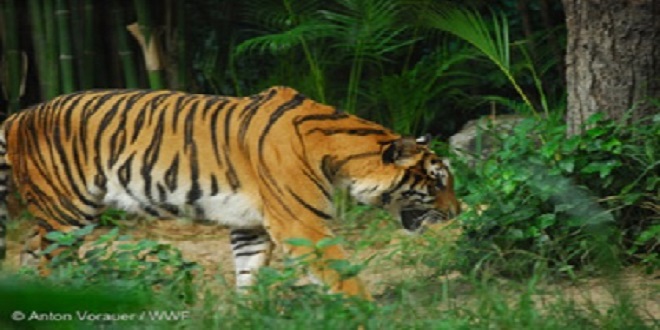 Indochinese Tiger WW1360_1