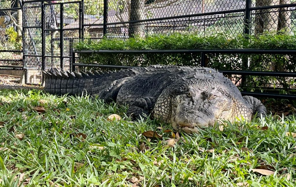 Photo by Davao Crocodile Park & Zoo on Facebook.com Photo by Davao Crocodile Park & Zoo on Facebook.com