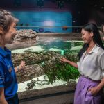 Meet the Locals: Singapore Oceanarium’s Native Seahorse Tour Animal Spotlight - Seahorses KV