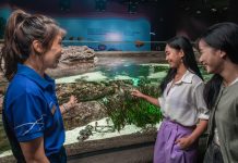 Meet the Locals: Singapore Oceanarium’s Native Seahorse Tour Animal Spotlight - Seahorses KV