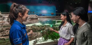 Animal Spotlight - Seahorses KV