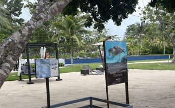 Meet the Sea Turtles: Inside the Magical Sanctuary at Dusit Thani Lubi Plantation DTLI Turtle - DTLI Turtle